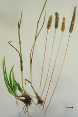 Phleum pratense nodosum
