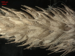 Phleum pratense nodosum