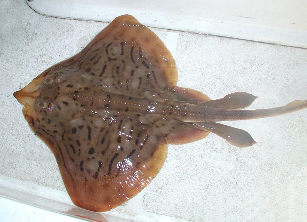 Clearnose Skate, photo 1 of 10