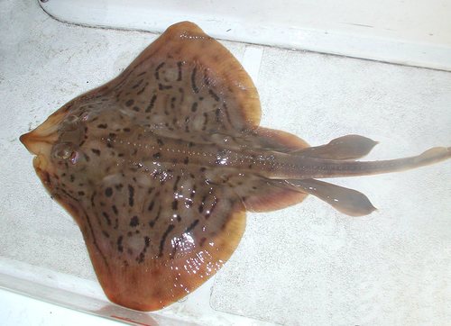 Clearnose Skate