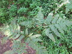 Pteridium aquilinum image
