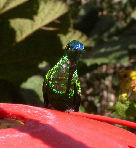 Eriocnemis luciani