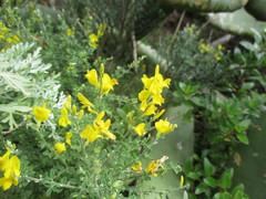 Adenocarpus foliolosus