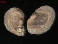 Rhinanthus serotinus aestivalis