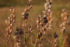 Rhinanthus serotinus aestivalis