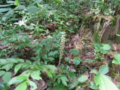 Goodyera tesselata image