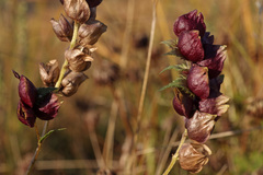 Rhinanthus serotinus aestivalis