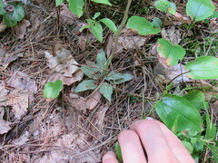 Goodyera tesselata image