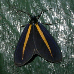 Crocomela erectistria