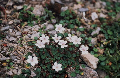 Erodium reichardii