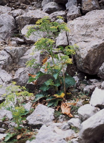 Pastinaca lucida, photograph 4