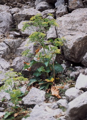 Pastinaca lucida, photograph (c) F. Bemmerlein-Lux, some rights reserved (CC BY)
