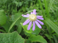 Pericallis tussilaginis