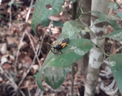 Calliclopius nigripes