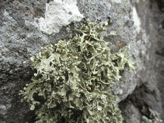 Ramalina bourgaeana