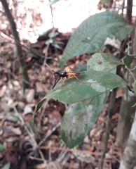 Calliclopius nigripes