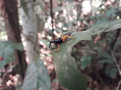 Calliclopius nigripes