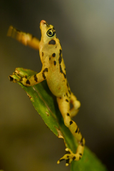 Panamanian Golden Frog photo 3