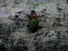 Carabus nitens