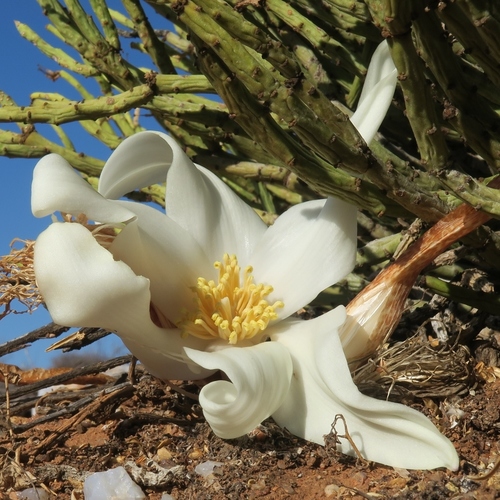 Gethyllis britteniana