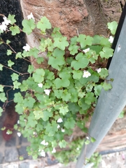 Cymbalaria muralis