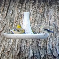 Spinus tristis