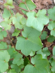Cymbalaria muralis