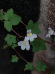 Cymbalaria muralis