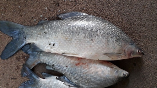 Grass-eater (Distichodus rostratus) — Distichodontidae