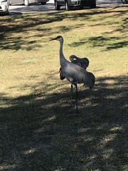 Grus canadensis image