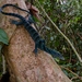 Varanus macraei - Photo (c) rare-reptiles, algunos derechos reservados (CC BY-NC)