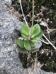 Kalanchoe rotundifolia