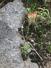 Kalanchoe rotundifolia