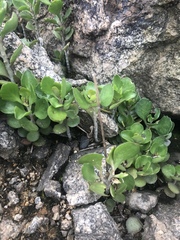 Kalanchoe rotundifolia