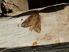 Lasiocampoidea