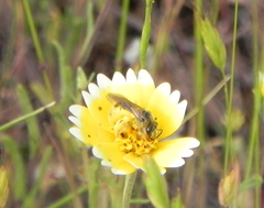Lasioglossum titusi