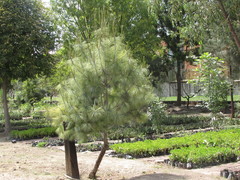 Pinus maximartinezii