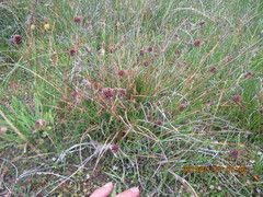 Juncus caespiticius