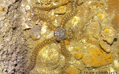 Macrophiothrix