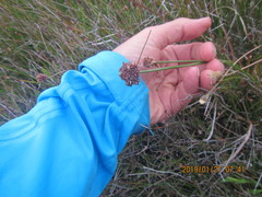 Juncus caespiticius