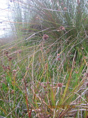 Juncus caespiticius