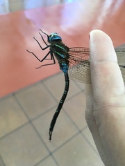 Rhionaeschna jalapensis