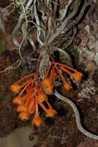 Microcoelia gilpiniae