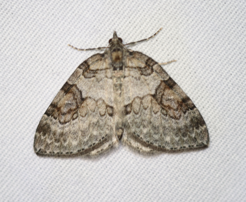 George's Carpet Moth photo 4