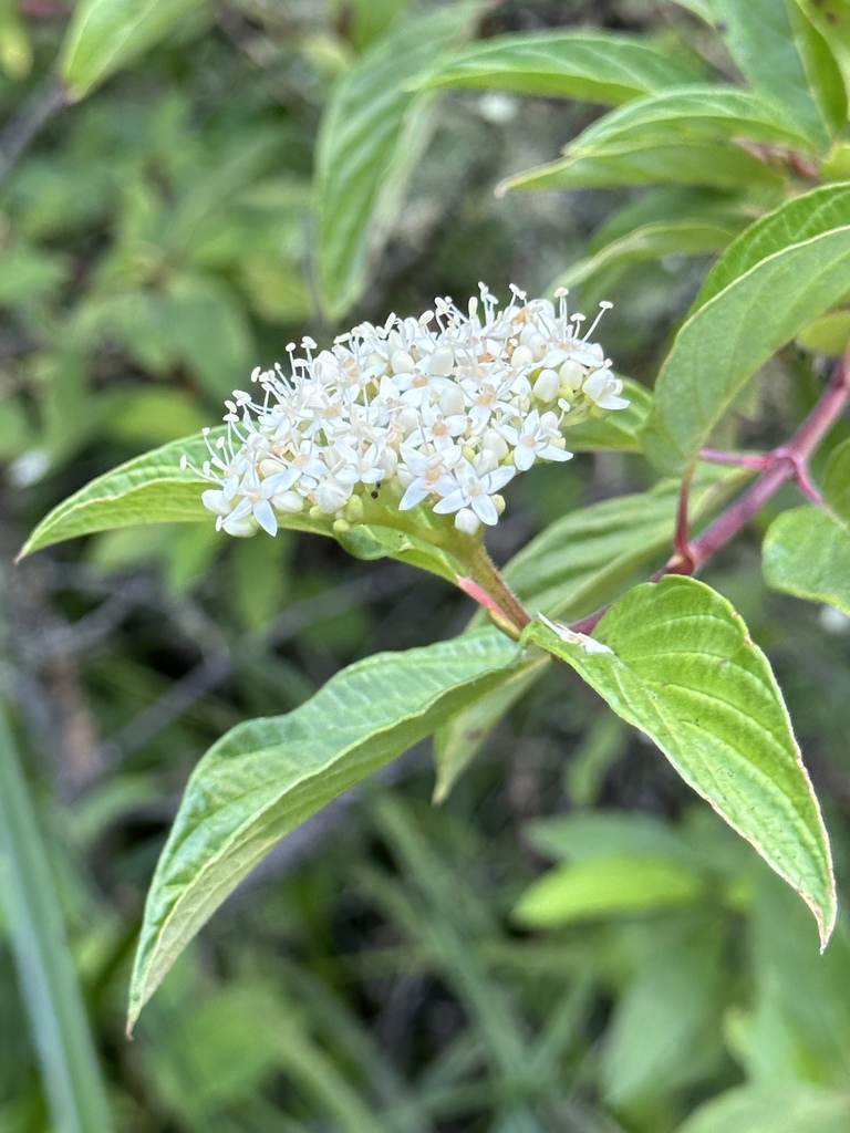 Red osier dogwood from tilden nature area orinda ca us on august 5