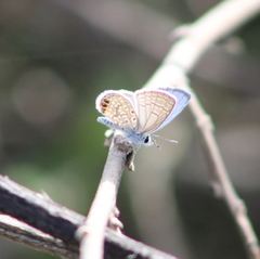 Hemiargus ramon