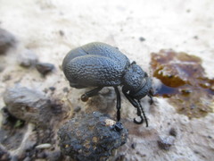 Meloe tuccius