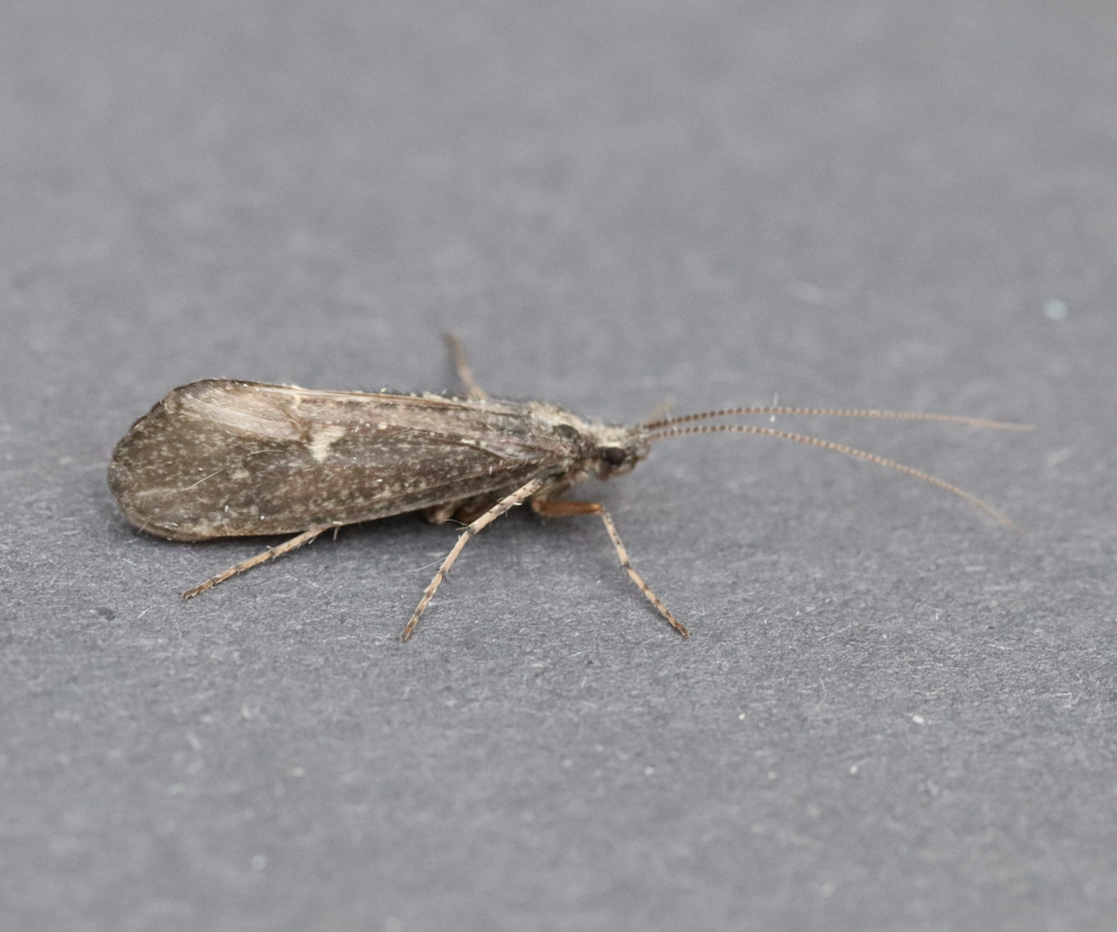 Asynarchus montanus