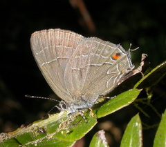 Lathecla carolyna
