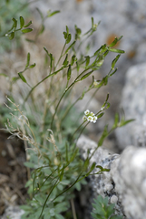 Draba lonchocarpa